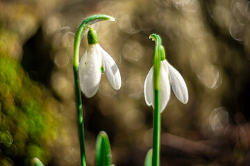 Przebiśniegi w słońcu © Magda