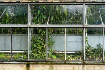 Glashaus mit Pflanzen von außen gesehen