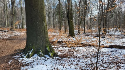 forest in winter © Beata
