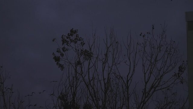 Group of Crows Perching on a Tree and Birds Flying Away at Dusk, Urban Wildlife