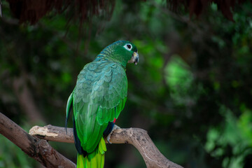 hermosa ave de la amazonia 