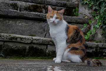 Domestic tricolor cat on stone steps