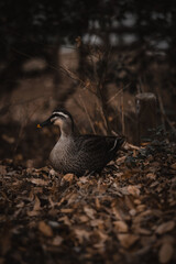 a wood duck with a beautiful brown bokeh