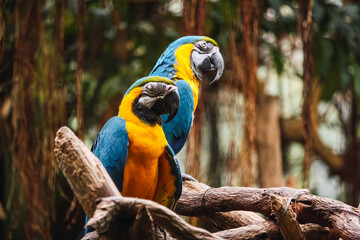 Guacamayos Pareja