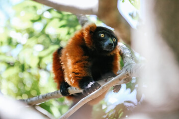 Lemur rufo rojo