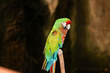 Guacamayo rojo