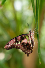 Papillon