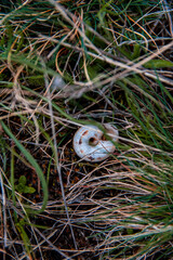 Snail shell home on the grass floor in the beginning of spring.