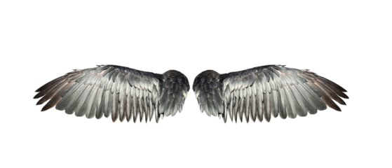 Bird wings isolated on white background