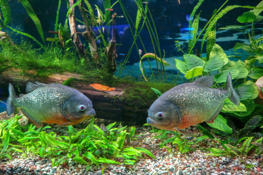 piranha fish in aquarium close up view