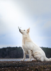 White Swiss Shepherds laying on walking