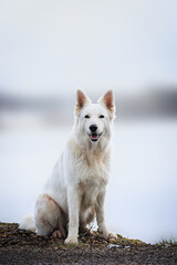 White Swiss Shepherds laying on walking