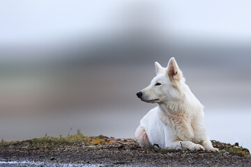 White Swiss Shepherds laying on walking