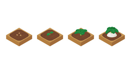 農場ゲームのイラスト_成長する蕪_アイソメトリック