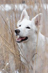 White Swiss Shepherds laying on walking