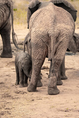 Fototapeta na wymiar A herd of elephants protects a calf, or rather baby, at a waterhole. Large herd at waterhole with small sweet elephant in the wild Tsavo National Park, Kenya, East Africa