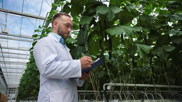 Man agriculture scientist agronomist checking analyzing organic cucumber growth fertilize greenhouse