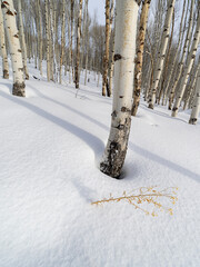 Dead weed exposed above snow in an Aspen grove