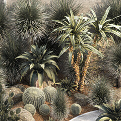 Collection of desert plants from Dracaena and Yucca Cactus