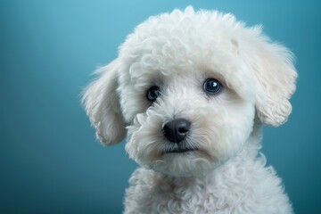 portrait of a puppy