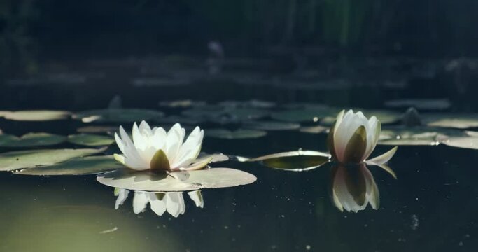White lotus flowers on green pond nature. Beautiful water lily flowers in calm water on green forest background. Reflection glare of leaves in lake. Natural calm static 4k footage. WIld spring garden