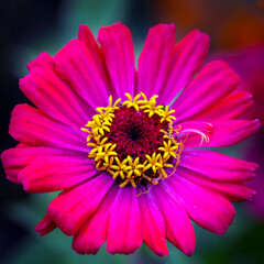 Gorgeous pink zinnia flower on a natural background. Floriculture, landscaping.