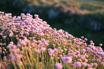 Sea thrift pinks flowers at Godrevy, Cornwall UK