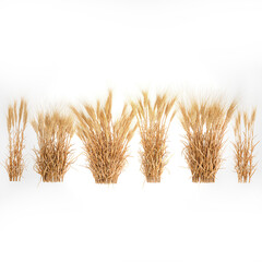  Bushes of dry ears of wheat for landscape design on white background