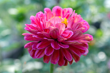 Gorgeous pink zinnia flower on a natural background. Floriculture, landscaping.