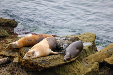 Close up of sea lions (Zalophus californianus) posing resting on a rock in the reefs of La Jolla beach.