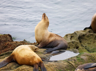 Two female sea lions resting on the rocks in the La Jolla Cove in California.