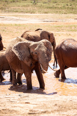 a herd of elephants at the waterhole. They drink water and throw mud at themselves. The amazing red...