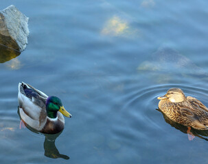 A male and a female mallard ducks in a lake.