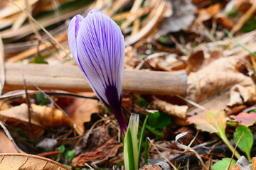 Krokusblüte lila gestreift,