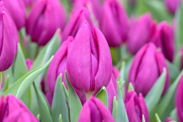 Obraz na płótnie Canvas Beautiful Pink Tulips At Amsterdam The Netherlands 21-1-2023