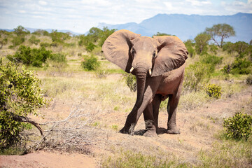 Fototapeta na wymiar a lonely single elephant in the savannah of Kenya. Beautiful animal with red soil, roams the landscape. Bull elephant during the day in fine weather