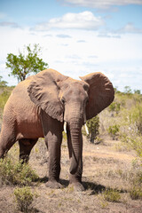 Fototapeta na wymiar a lonely single elephant in the savannah of Kenya. Beautiful animal with red soil, roams the landscape. Bull elephant during the day in fine weather