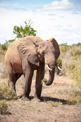 a lonely single elephant in the savannah of Kenya. Beautiful animal with red soil, roams the landscape. Bull elephant during the day in fine weather