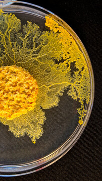 Physarum polycephalum, le Blob explore son environnement dans une boîte de Petri sur fond noir