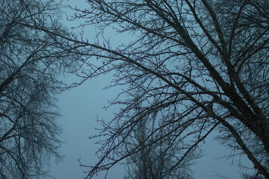 trees in the sky
