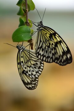 Paper Kite butterflies, U.K. Macro image of Lepidoptera.