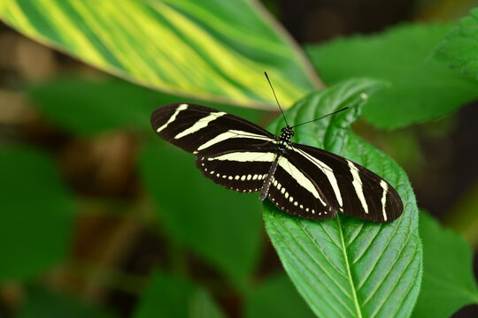 Zebra Longwing butterfly, U.K. Macro image of Lepidoptera.