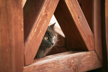Naklejka na ściany i meble Interior portrait of a grey male cat. Concept of keeping home pets inside the house.