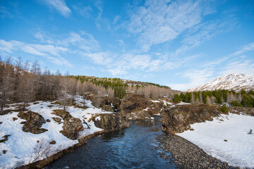 Winter day in the forestry area of Haukafell in Iceland