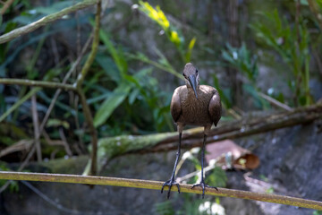 A hamerkop bird (scopus umbretta) stands on a branch and looks at the camera, seemingly wondering what's going on, in Orlando, Florida.