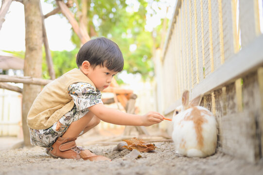 Asian little boy feeding white rabbit with carrot in zoo