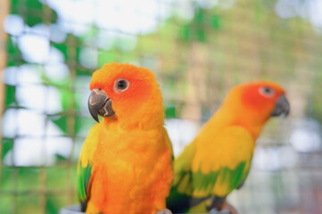 Fototapeta premium Sun Parakeet. Sun Conure. Aratinga solstitialis