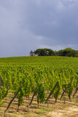 Fototapeta na wymiar Typical vineyards near Chateau d Yquem, Sauternes, Bordeaux, Aquitaine, France