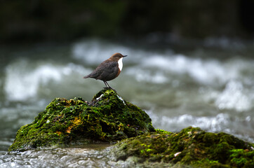 Dipper on a Rock Dark Side