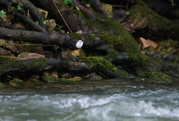 Dipper on Green Moss in a tree